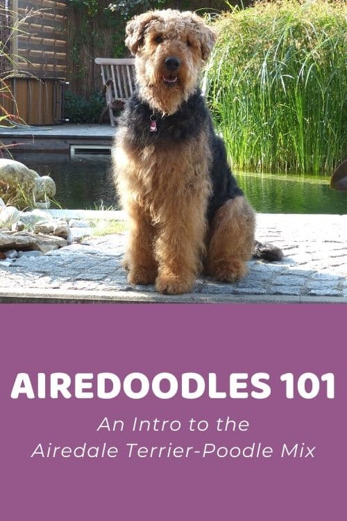 Airedoodle 101 An Intro to the Airedale Terrier-Poodle Mix