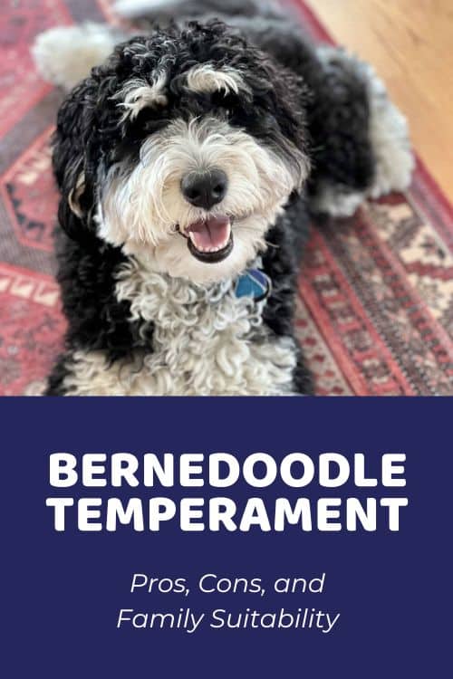 Bernedoodle Temperament Pros, Cons, and Family Suitability