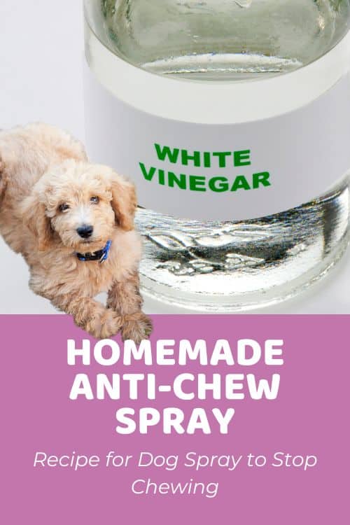 Homemade Anti-Chew Spray For Dogs Recipe for Dog Spray to Stop Chewing