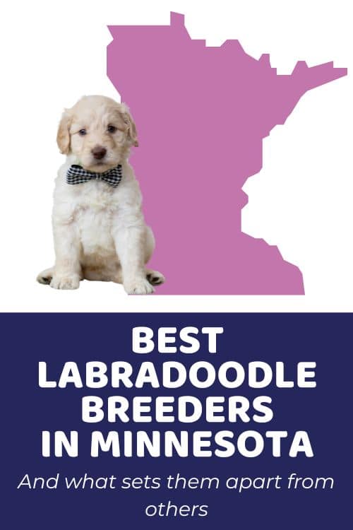 Labradoodles Minnesota List Of Top Ethical Labradoodle Breeders In Minnesota