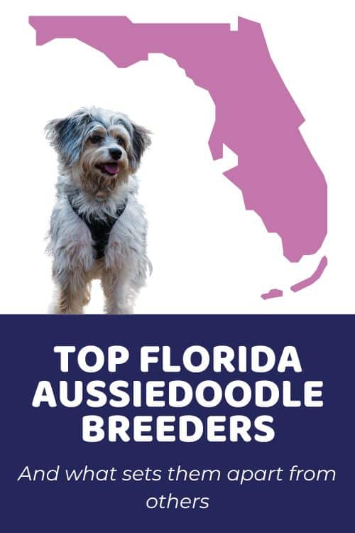 List Of Top Ethical Aussiedoodle Breeders In Florida