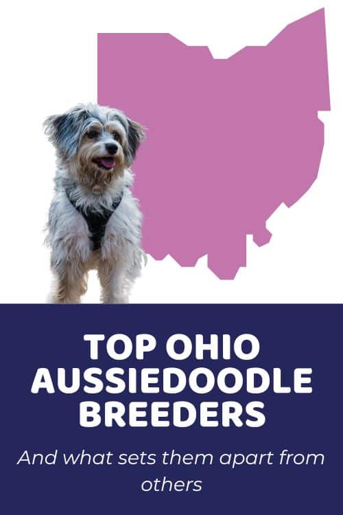 List Of Top Ethical Aussiedoodle Breeders In Ohio