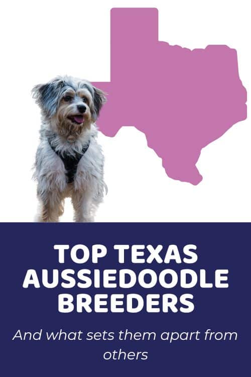 List Of Top Ethical Aussiedoodle Breeders In Texas