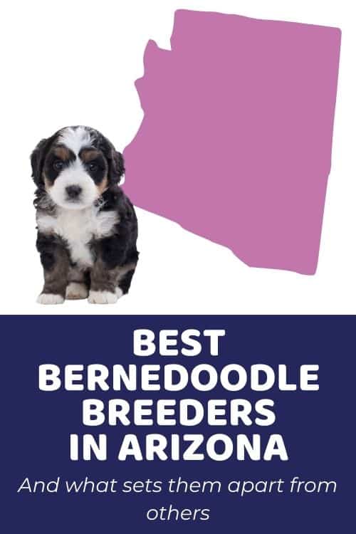 List Of Top Ethical Bernedoodle Breeders In Arizona