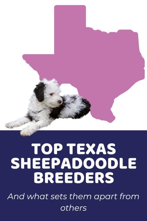 List Of Top Ethical Sheepadoodle Breeders In Texas