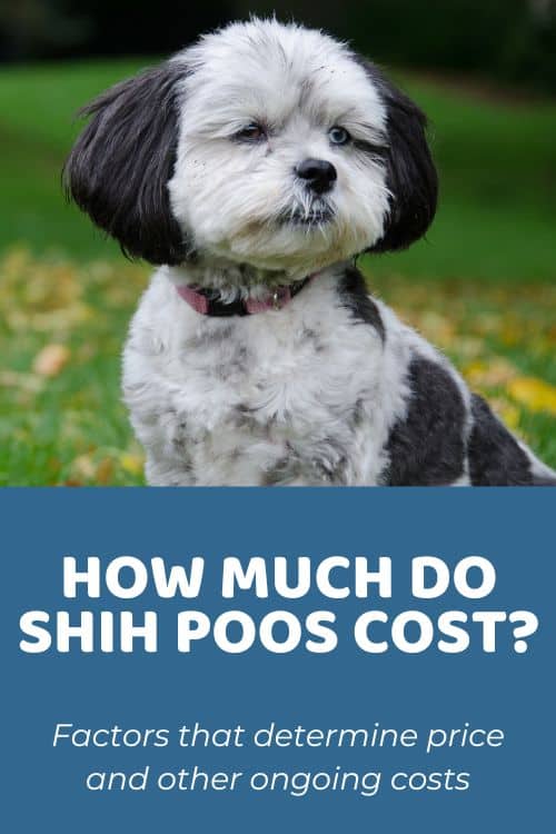 Shih Poo Price Overview of Pricing Factors & Ongoing Costs