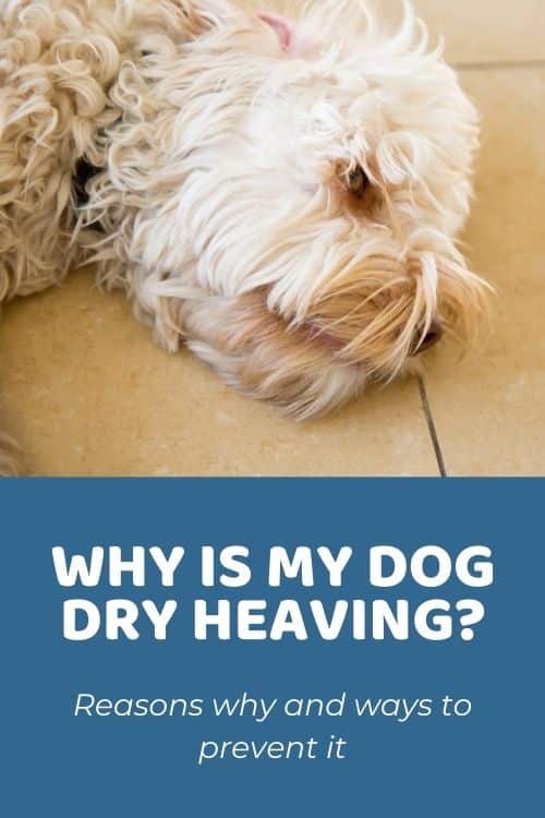 Why Is My Dog Dry Heaving and What Should I Do About It