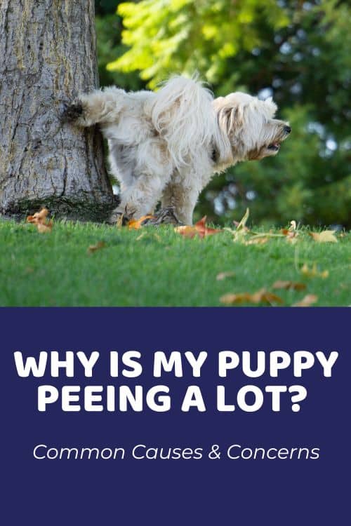 Why Is My Puppy Peeing A Lot Common Causes & Concerns