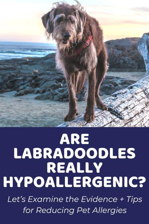 Are Labradoodles Hypoallergenic Tips for Reducing Pet Allergies