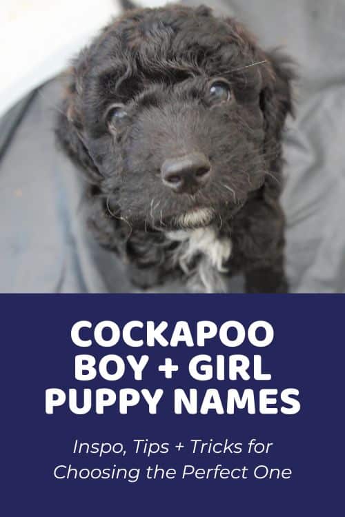 Best Cockapoo Names How To Choose The Perfect Name For Your Puppy