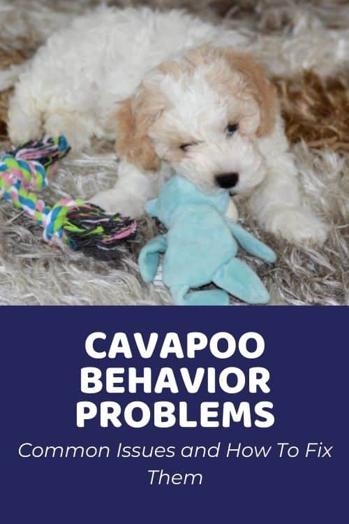 Cavapoo Behavior Problems What They Are and How To Fix Them