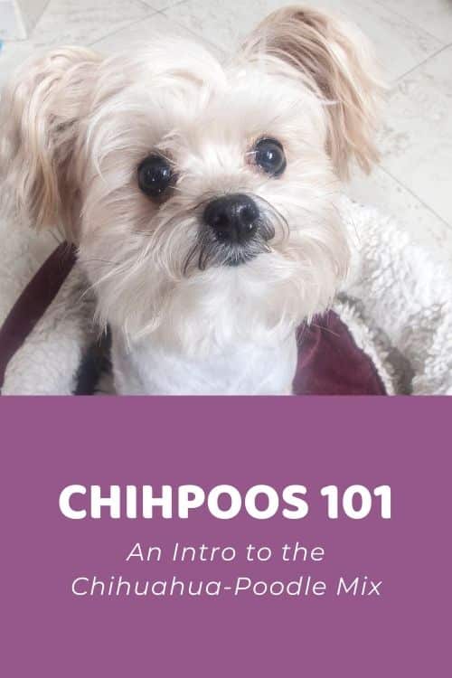 Chihpoo 101 An Intro to the Chihuahua-Poodle Mix