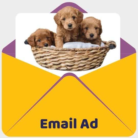 Doodle Doods Breeder Marketing Services - Email Ad