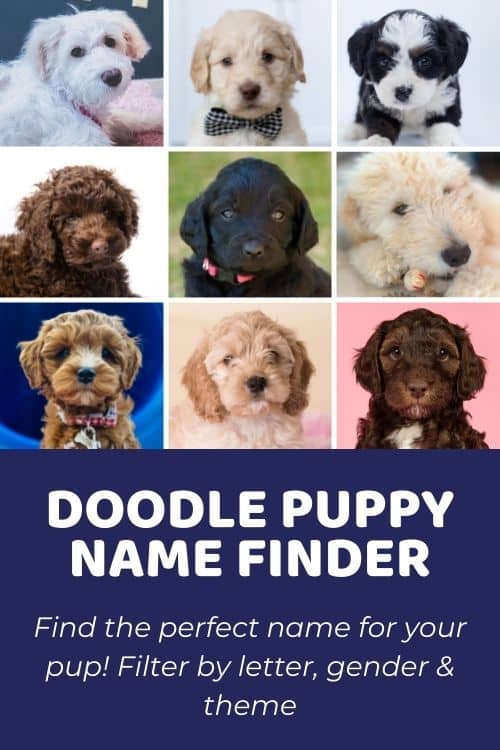 Doodle Puppy Names Finder