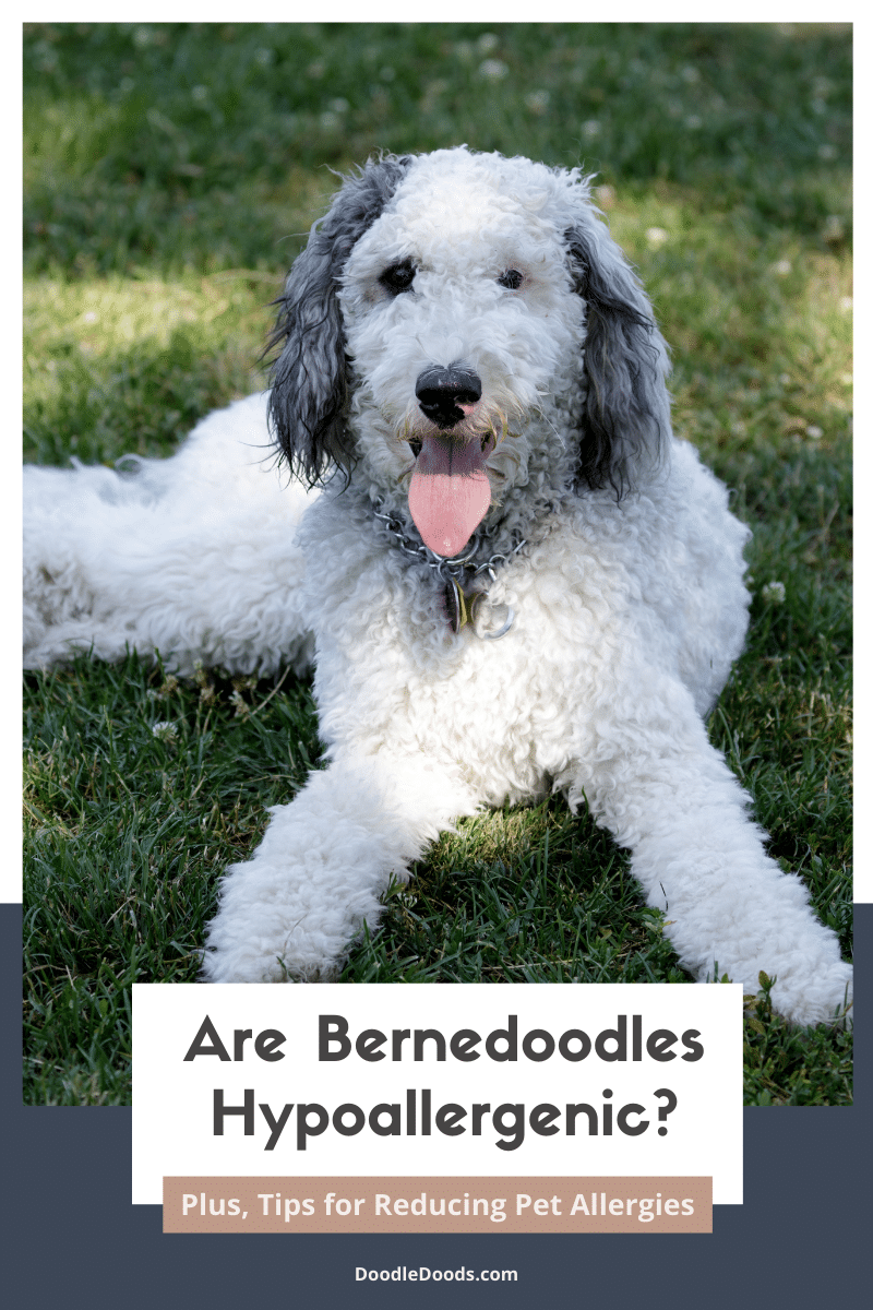 Are Bernedoodles Hypoallergenic?