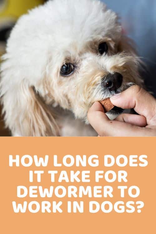 How Long Does It Take For Dewormer To Work In Dogs