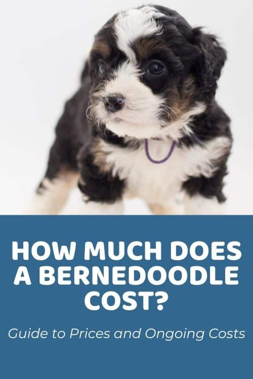How Much Does A Bernedoodle Cost Bernedoodle Price Overview of Pricing Factors & Ongoing Costs