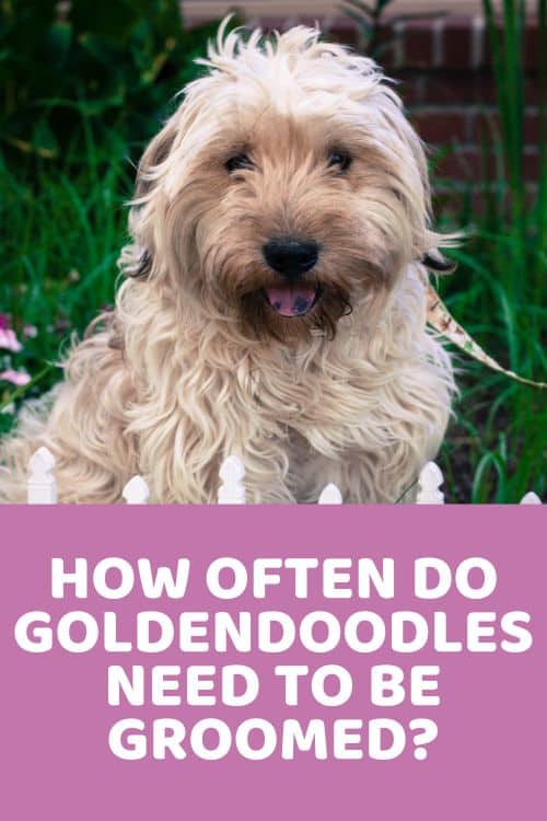 How Often Do Goldendoodles Need To Be Groomed