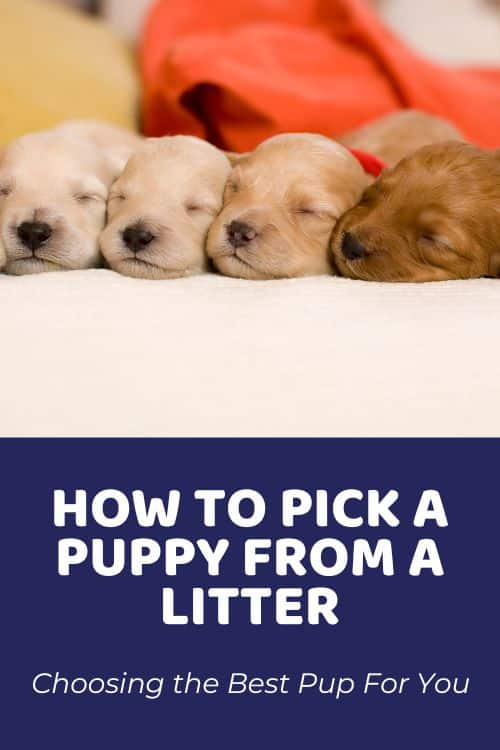 How to Pick a Puppy From a Litter Choosing the Best Pup For You