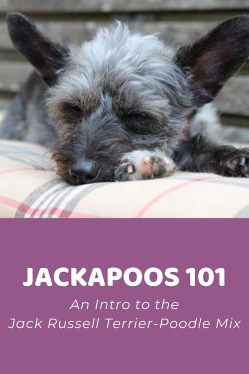 Jackapoo 101 An Intro to the Jack Russell Terrier-Poodle Mix