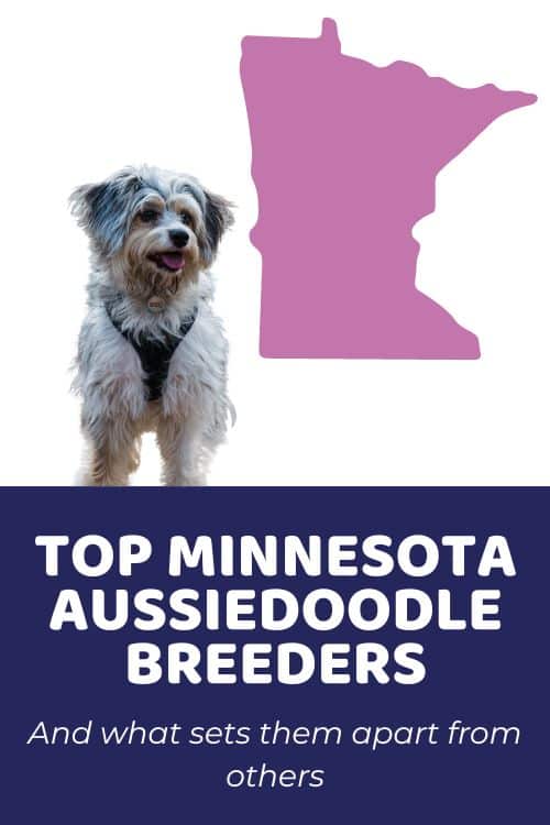 List Of Top Ethical Aussiedoodle Breeders In Minnesota aussiedoodle MN aussiedoodle puppies for sale MN