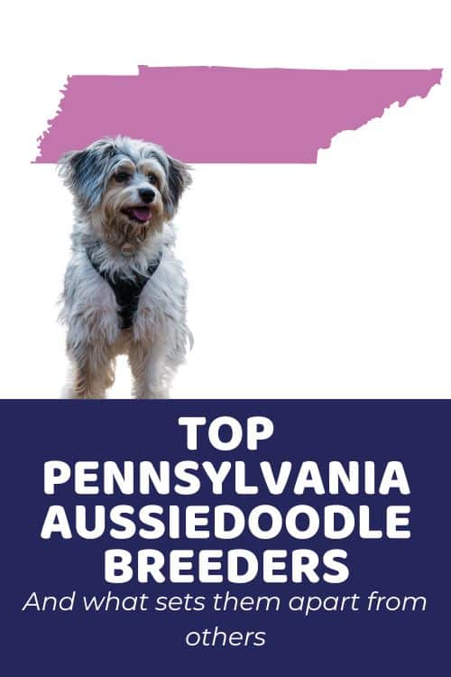 List Of Top Ethical Aussiedoodle Breeders In PA (Pennsylvania) - Aussiedoodle PA