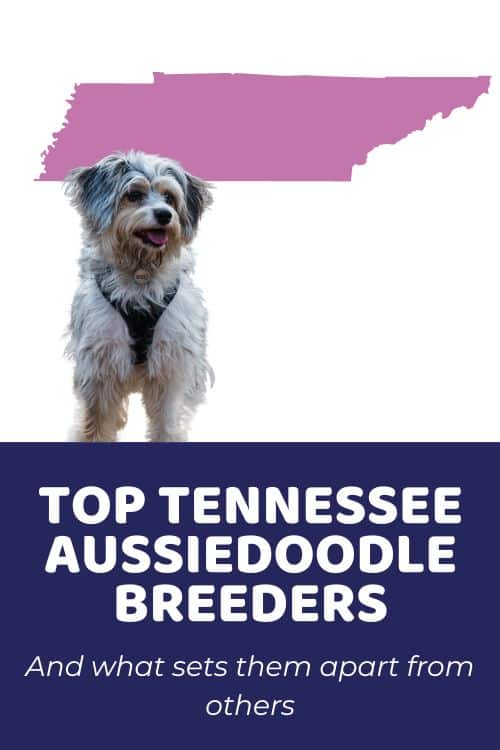 List Of Top Ethical Aussiedoodle Breeders In TN (Tennessee) - Aussiedoodle TN