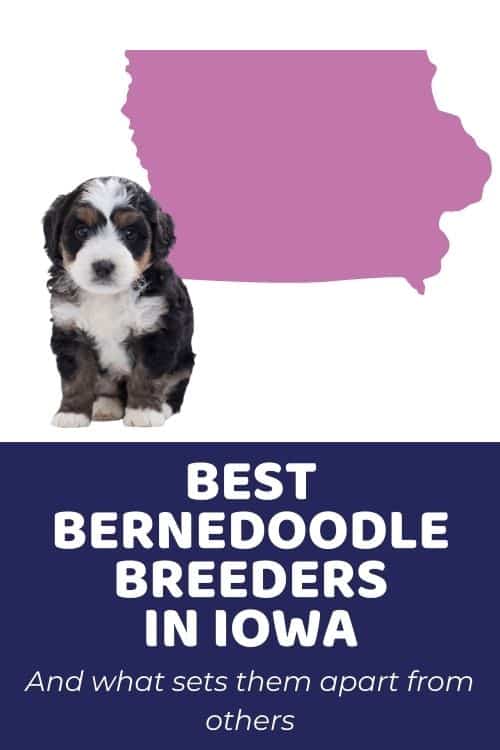List Of Top Ethical Bernedoodle Breeders In Iowa
