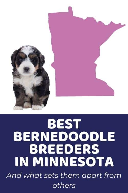 List Of Top Ethical Bernedoodle Breeders In Minnesota