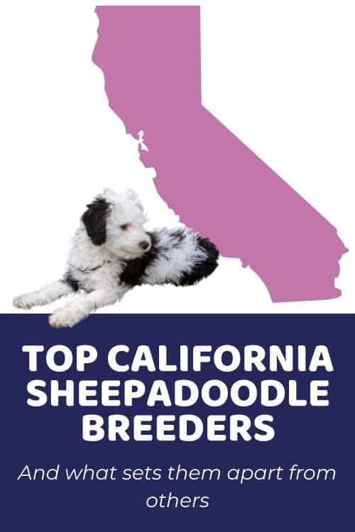 List Of Top Ethical Sheepadoodle Breeders In California