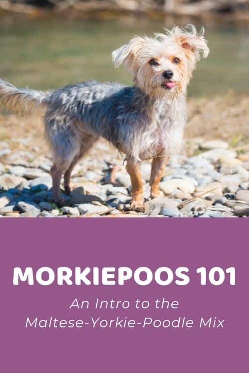 Morkiepoo 101 An Intro to the Maltese-Yorkie-Poodle Mix