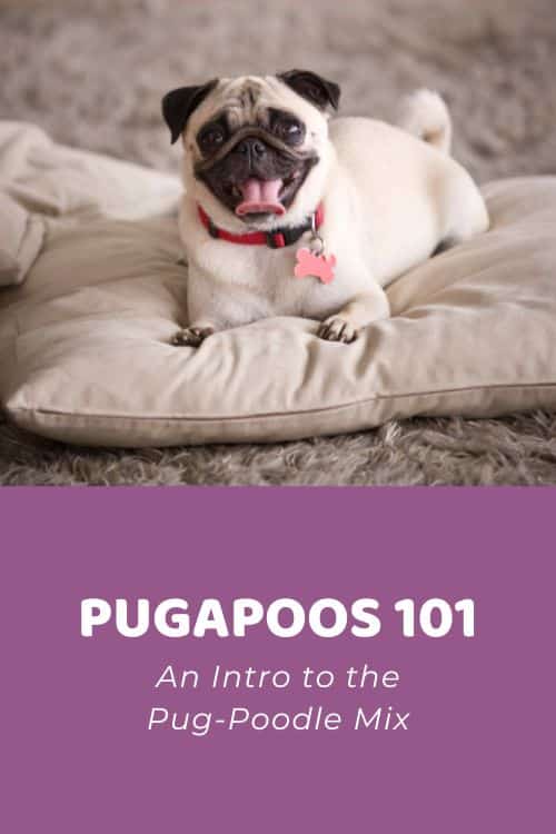 Pugapoo 101 Intro to the Pug-Poodle Mix
