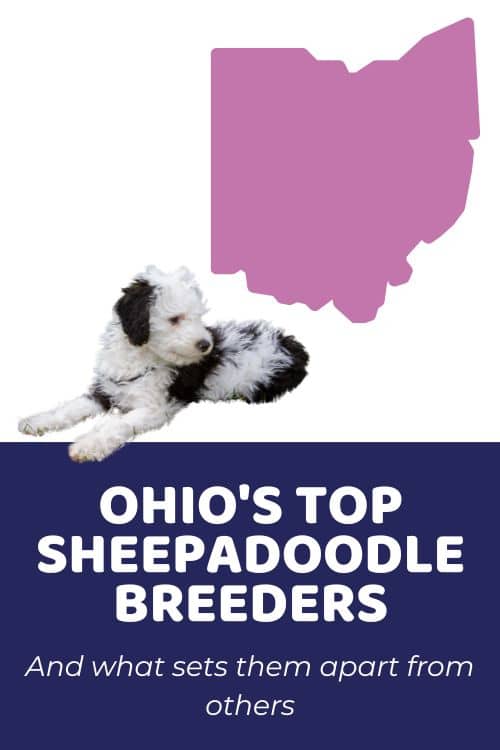 Sheepadoodle Puppies For Sale In Ohio List Of Top Ethical Breeders