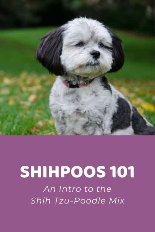 Shihpoo 101 An Intro to the Shih Tzu-Poodle MixShihpoo 101 An Intro to the Shih Tzu-Poodle Mix