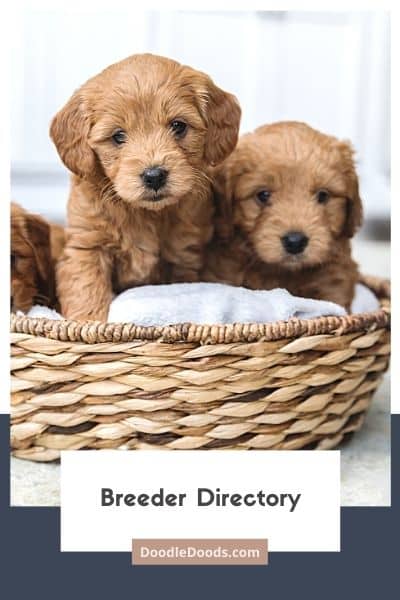 View Our Doodle Breeder Directory