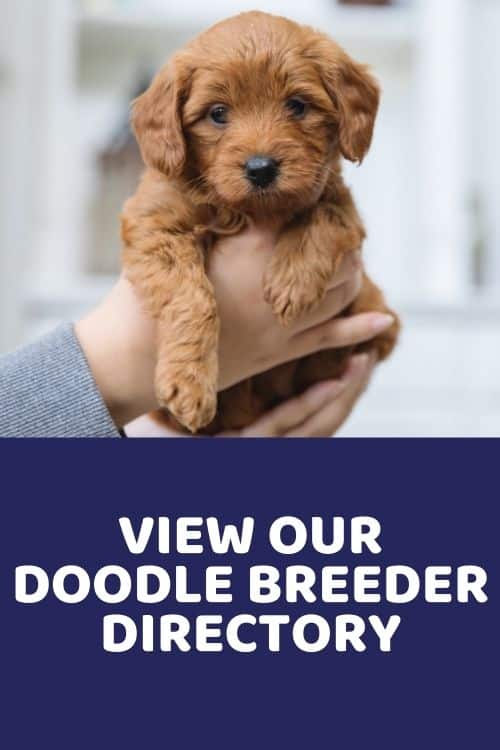 View Our Doodle Breeder Directory