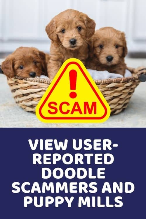 View User-Reported Doodle Scammers and Puppy Mills