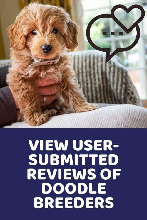 View user-Submitted Reviews of Doodle Breeders