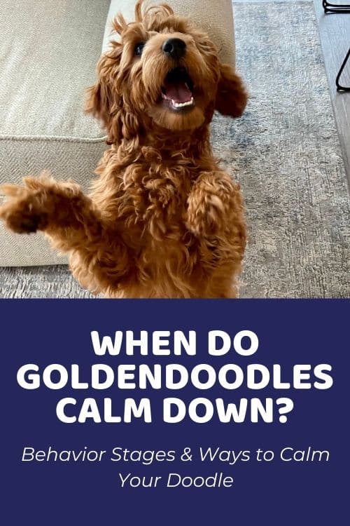 When Do Goldendoodles Calm Down Behavior Stages & Ways to Calm Your Doodle
