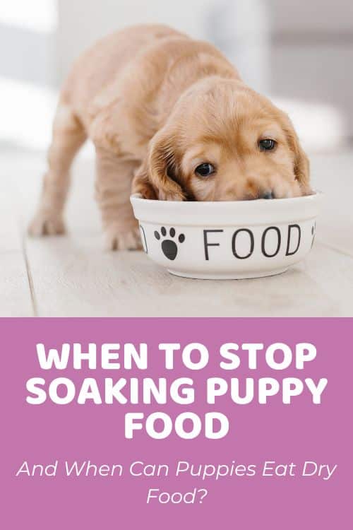 When To Stop Soaking Puppy Food & When Can Puppies Eat Dry Food
