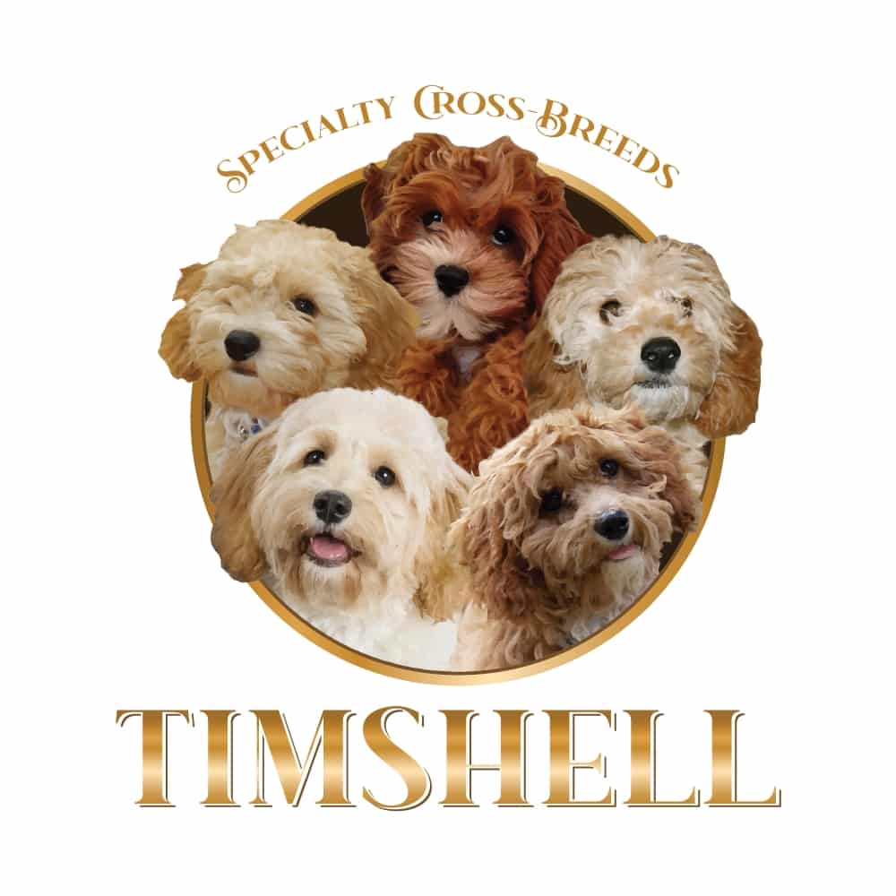 Timshell Farm Cavapoochons, Golden Cavadoodles, Goldendoodles puppies for sale near me