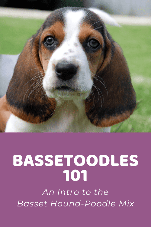 Bassetoodle 101 An Intro to the Basset Hound-Poodle Mix