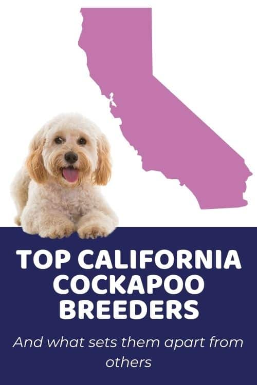 Cockapoo Puppies For Sale In California From Top Ethical Breeders