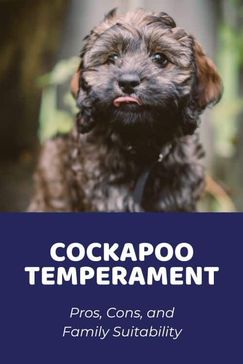 Cockapoo Temperament Pros, Cons, and Family Suitability