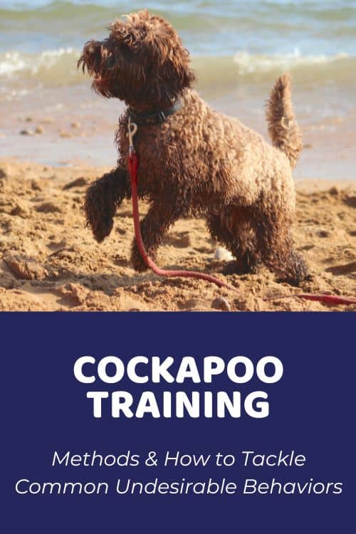 Cockapoo Training Methods & How to Tackle Common Undesirable Behaviors