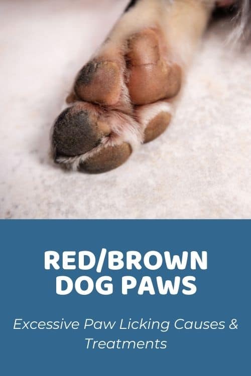 Dog Paws Turning Brown: Excessive Paw Licking Causes & Treatments - Doodle  Doods