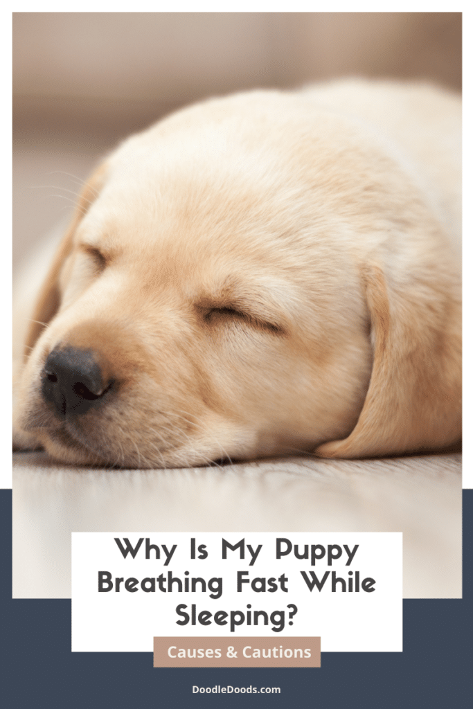 Puppy Breathing Fast