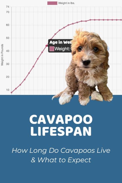 How Long Do Cavapoos Live Cavapoo Lifespan & What to Expect