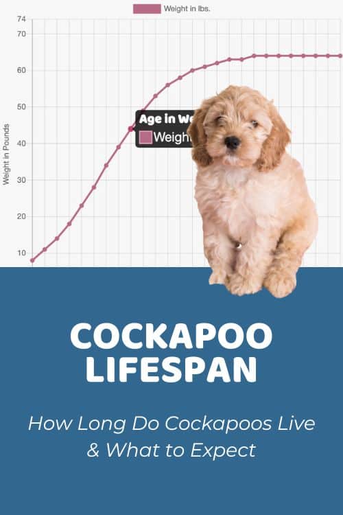 How Long Do Cockapoos Live Cockapoo Lifespan & What to Expect