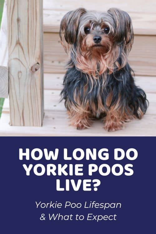 How Long Do Yorkiepoos Live Yorkie Poo Lifespan & What to Expect